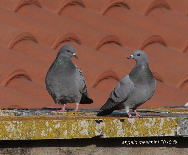 Avifauna humor